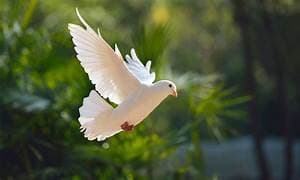 Dove