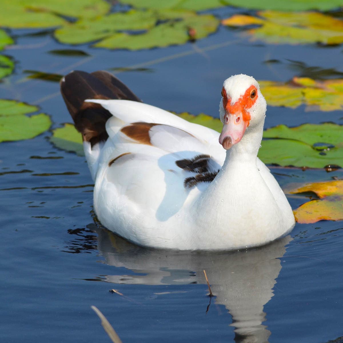 Duck