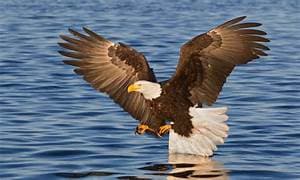 Eagle