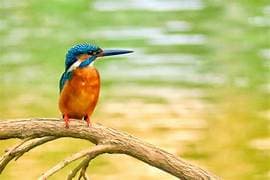 Kingfisher