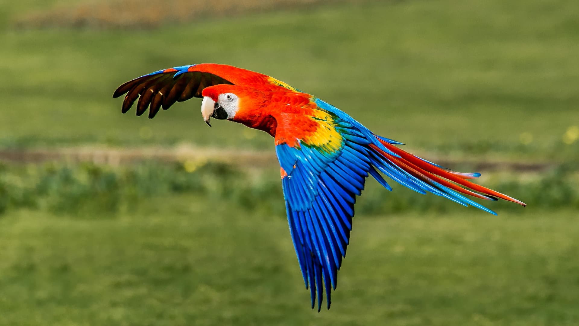 Macaw
