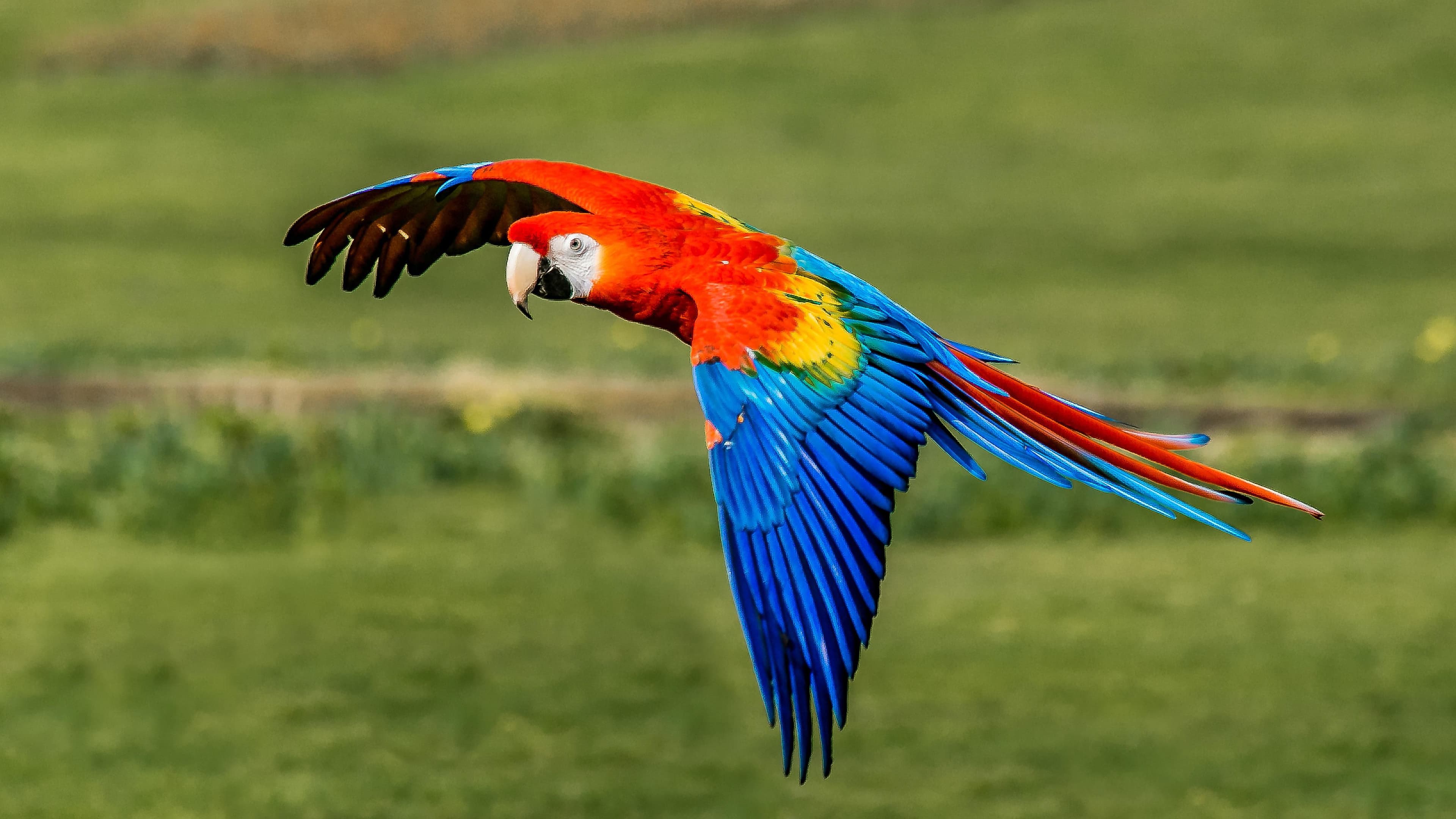 Macaw