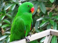 Parrot