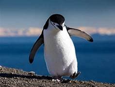 Penguin