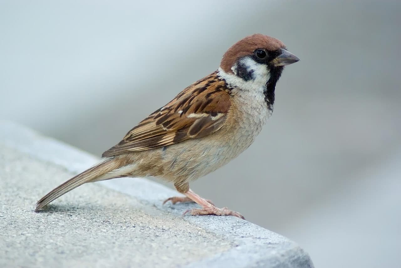 Sparrow